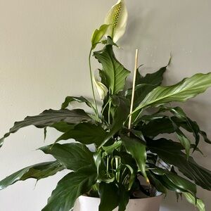 Peace lily plant in 4 inches container